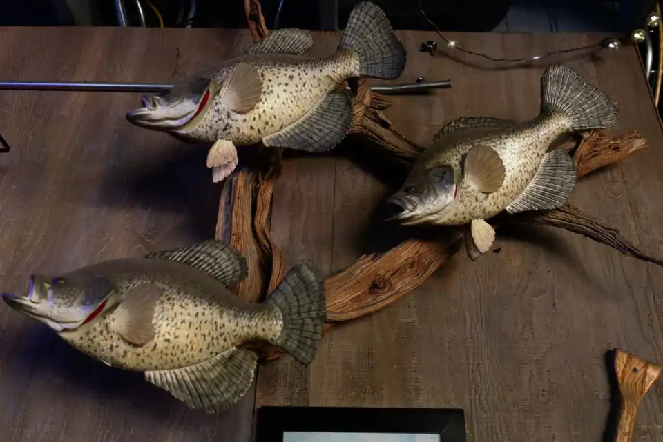 Fish on the wall at Q Bar and Grill